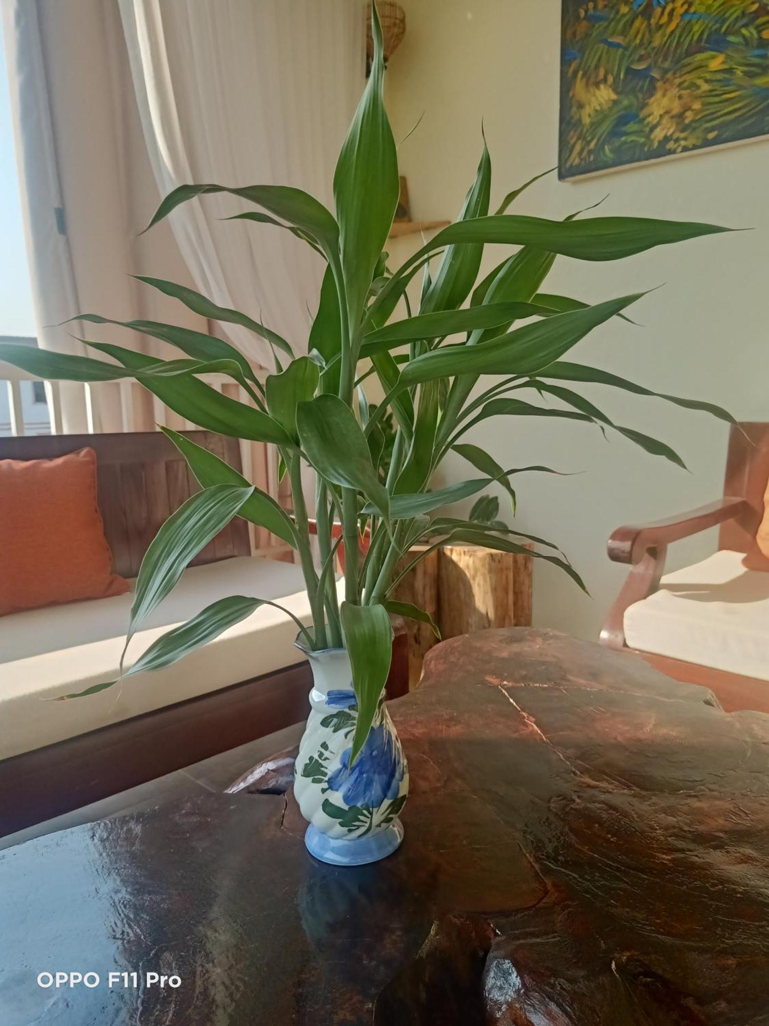 Homestay Yellow Natural House Sziemreap Kültér fotó