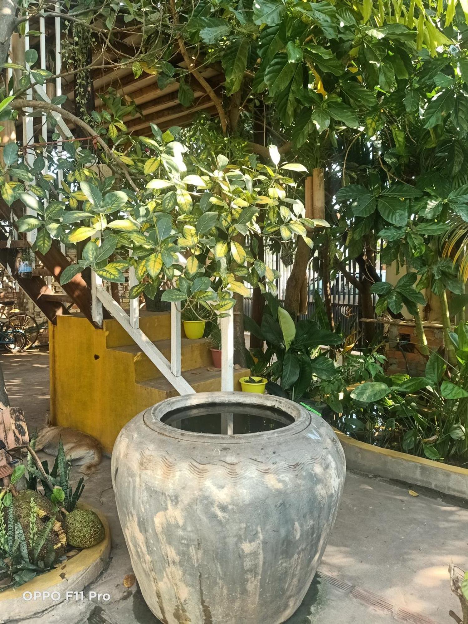 Homestay Yellow Natural House Sziemreap Kültér fotó